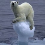 stranded polar bear stranded polar bear