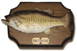 big mouth bass - thumbnail