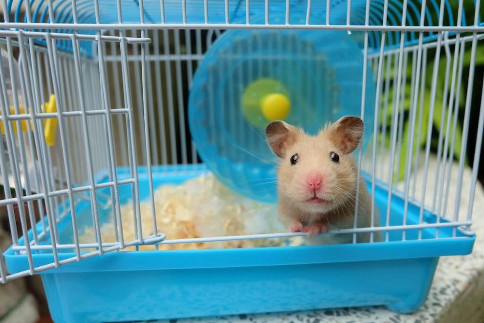 From Boyd Jefferson of Cape Corral, Florida: “This is a photo of Buttons, my daughter’s hamster. Can you write about him? Or maybe it’s a she. I’m not really sure.” Um, Sure, Boyd. Say no more. I’ll take it from here.